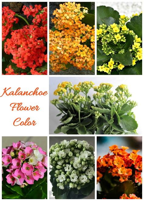 Kalanchoe bloom colors and leaves
