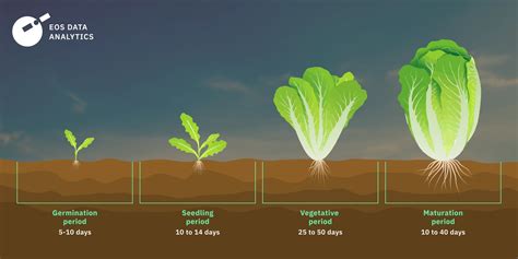 lettuce germination and growth conditions infographic