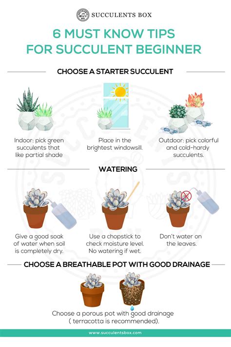 succulent care infographic (care steps and soil mix)