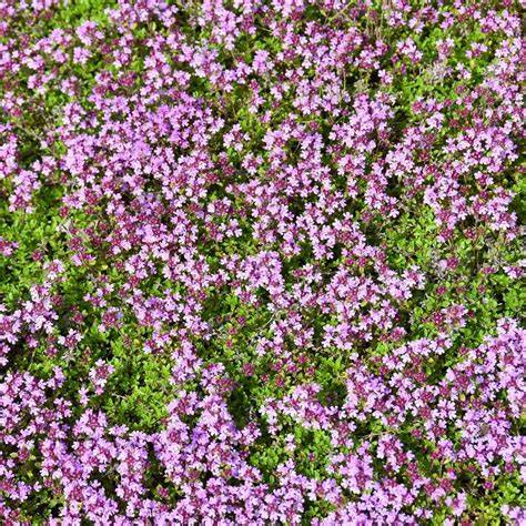 creeping thyme groundcover in bloom