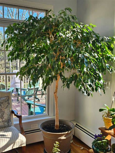 indoor ficus light and growth pattern