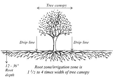 Japanese maple fertilization diagram (drip line and canopy)