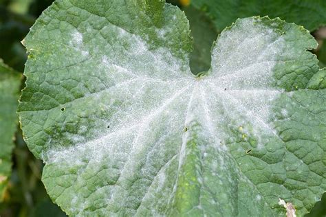 Powdery mildew in a diverse garden