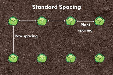 Healthy plant spacing and airflow diagram