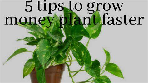 indoor money plants care infographic