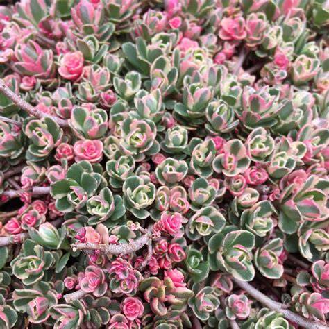 pink blooming succulents ground cover illustration