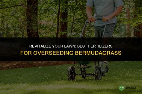Overseeding bermudagrass with ryegrass infographic