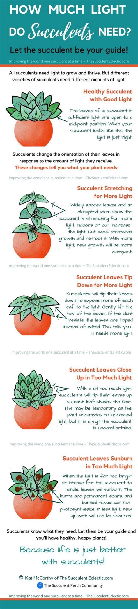 succulent care light setup infographic