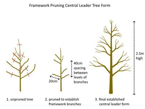 Pruning the central leader of Limelight