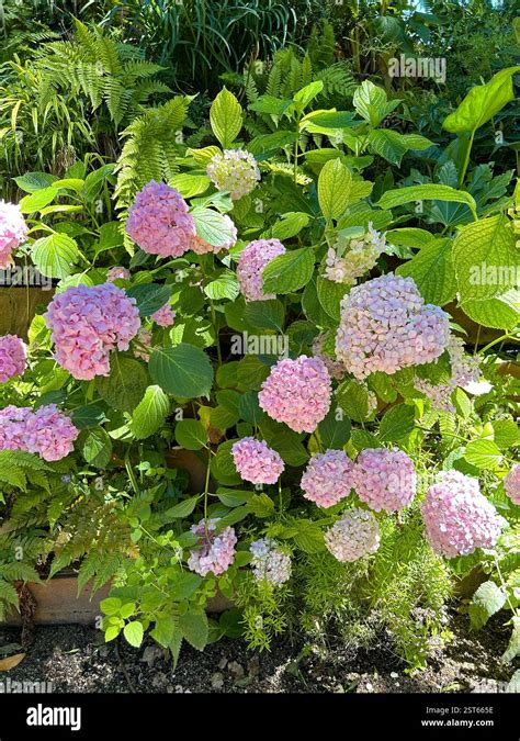 Hydrangea bloom structure and foliage
