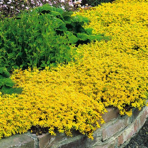 yellow flowering ground covers infographic