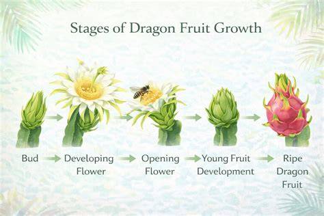 dragon fruit pollination infographic