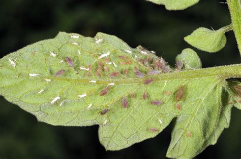 aphids on tomato leaves illustration