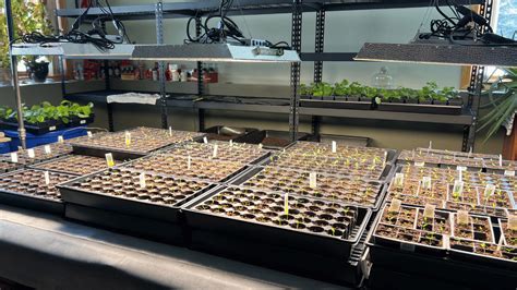 Germination room setup or seed flats layout