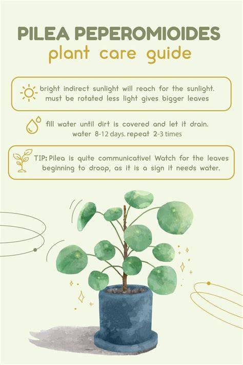 indoor plant care diagram for Pilea peperomioides