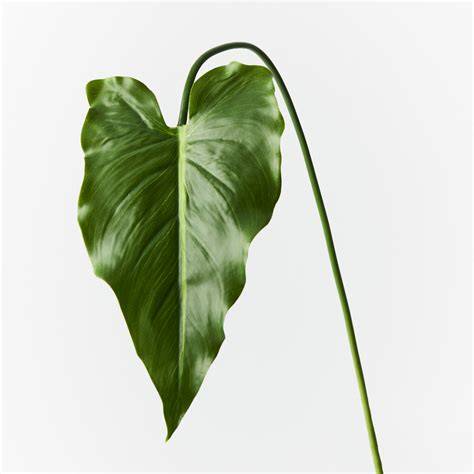 infographic of calla lily leaf health indicators