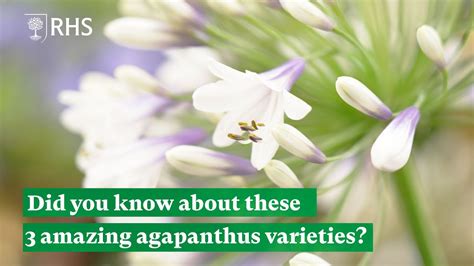 Infographic: Agapanthus care and varieties
