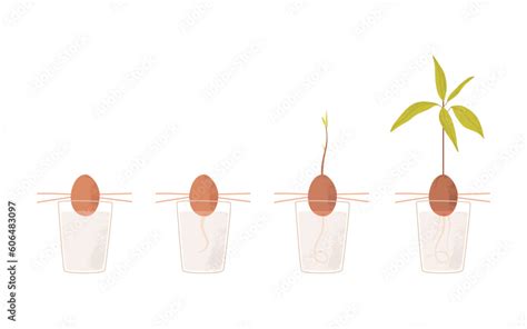 illustration of avocado germination stages