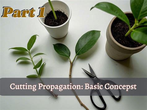 Willow cutting propagation techniques and layout