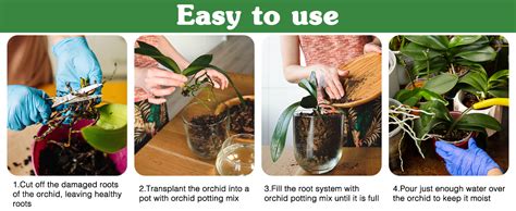 orchid repotting with bark setup
