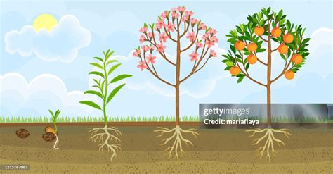 Peach tree growth and care infographic