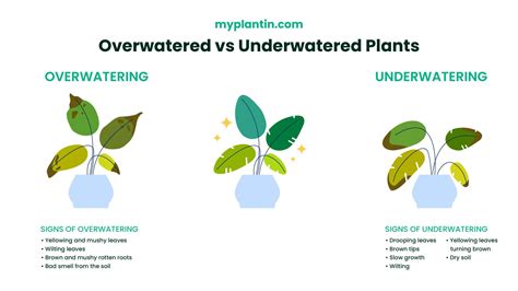 Infographic: signs of overwatering and underwatering