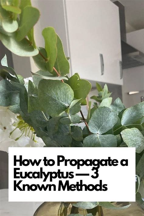 Propagating eucalyptus from cuttings and seeds illustration