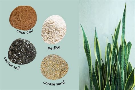 Snake plant soil components close-up