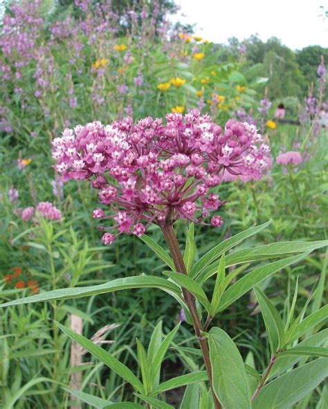 Wisconsin native perennials landscape plan