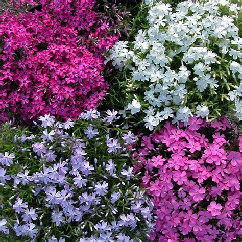 creeping phlox color varieties garden carpet