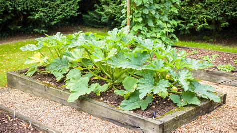 Raised bed layout for zucchini