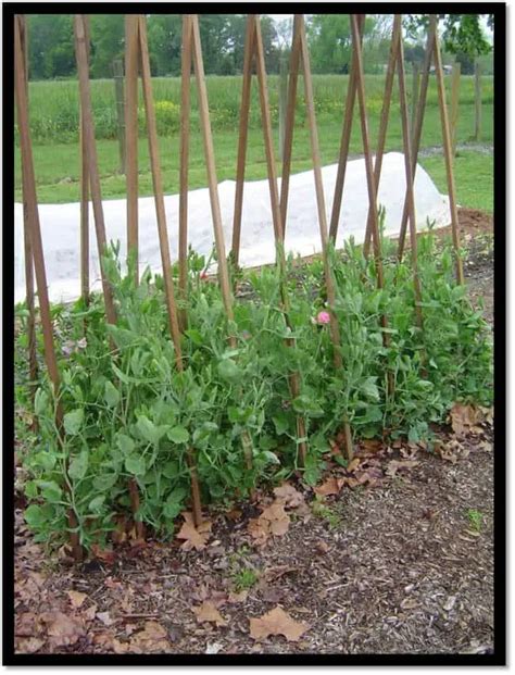 garden pea trellis and rows