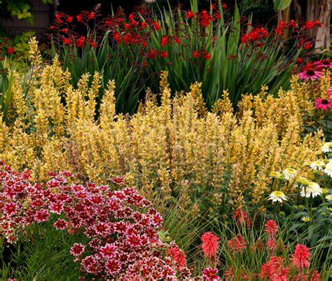 butter-yellow double flowers landscape image