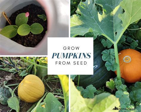 illustrated seed starting indoors pumpkin
