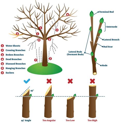 Japanese quince pruning guide illustration