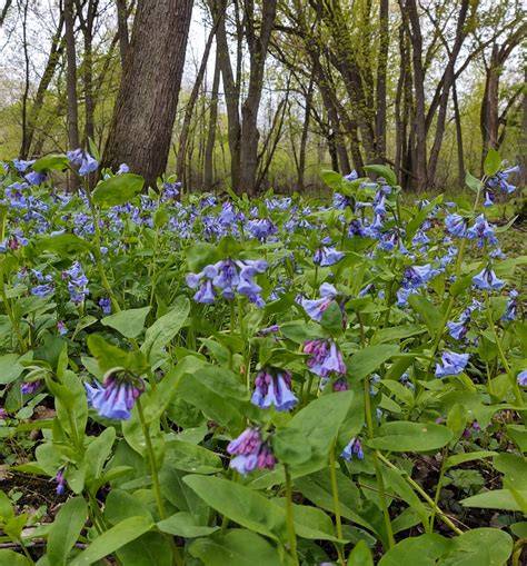 Virginia bluebells in woodland floodplain
