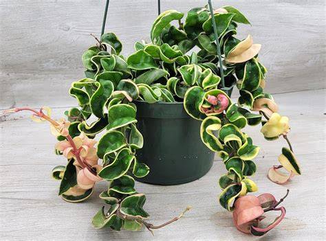 variegated rope plant indoor display