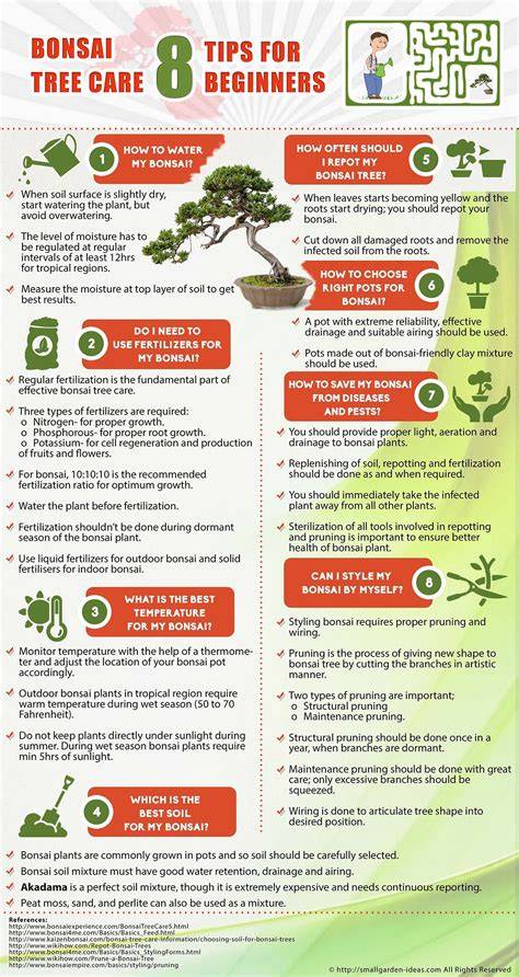 white bonsai tree care infographic