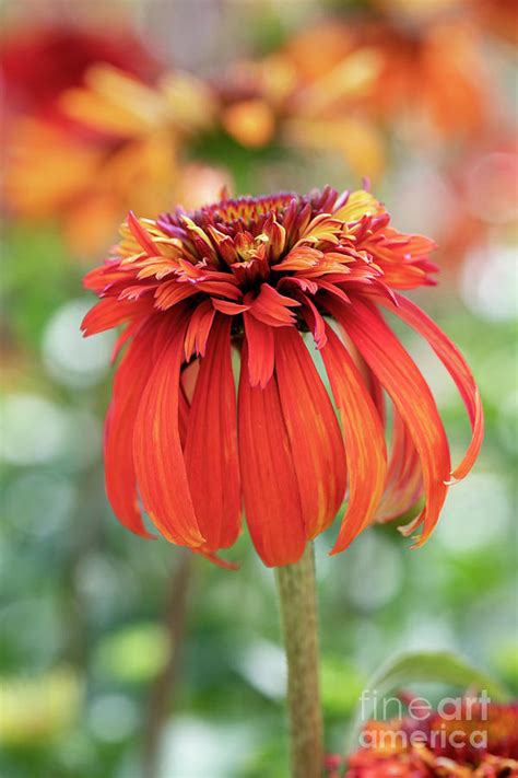 Coneflower hot papaya close-up