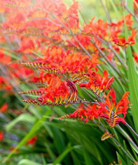 image of diverse lily and crocosmia garden varieties