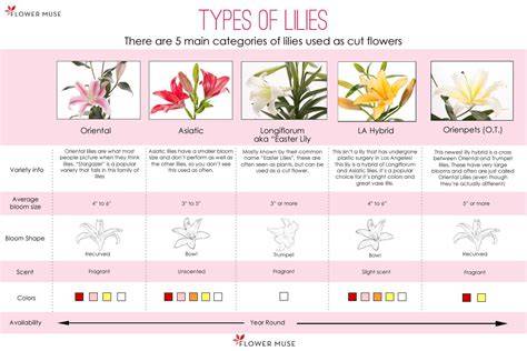 comparison chart of lily varieties and bloom characteristics