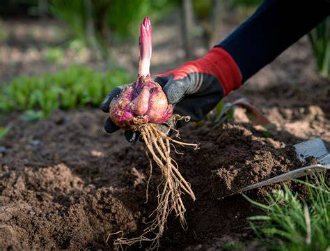 garden bed with properly spaced lily bulbs being planted