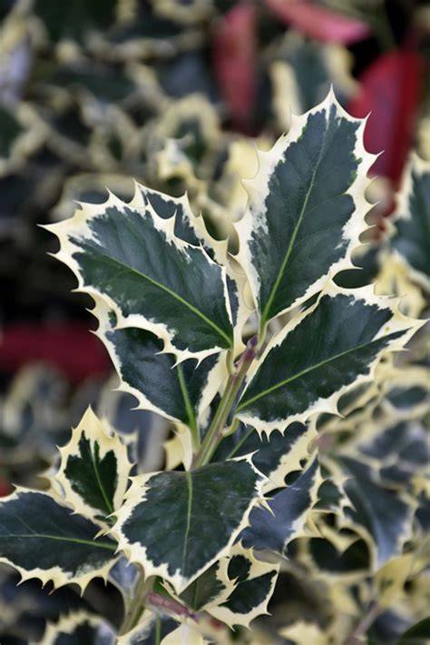 variegated english holly foliage and berries