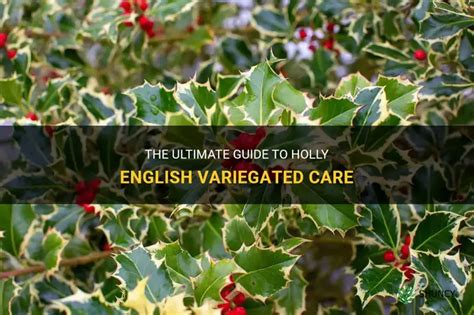 soil and watering needs for variegated holly
