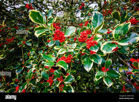 red berries on variegated holly