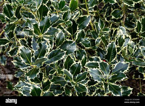 variegated holly in landscape setting