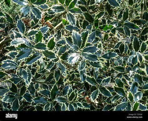 holly in a mixed border with silver-edged foliage
