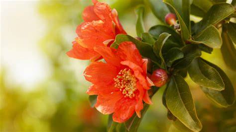 pomegranate flowers and fruits in garden