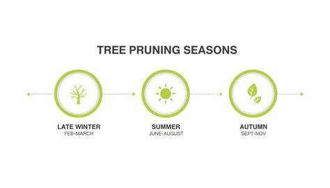 infographic timeline for pruning seasons