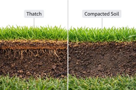 Infographic: Thatch vs Soil Compaction and Their Remedies